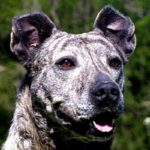 Perro Cimarron