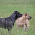Perro Cimarron