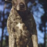 Perro Cimarron