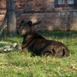 Perro Cimarron