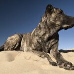 Perro Cimarron