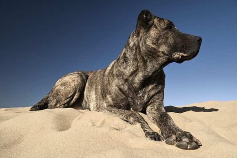 Perro Cimarron