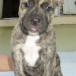 Perro Cimarron