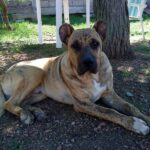 Perro Cimarron