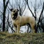 Perro de Presa Mallorquin