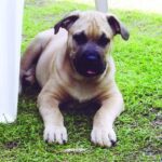 Perro de Presa Mallorquin