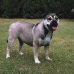 Perro de Presa Mallorquin