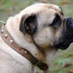 Perro de Presa Mallorquin