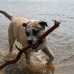 Perro de Presa Mallorquin