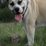 Perro de Presa Mallorquin