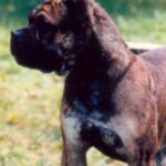 Perro de Presa Mallorquin