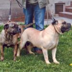 Perro de Presa Mallorquin
