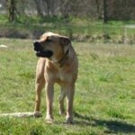 Perro de Presa Mallorquin