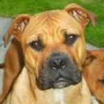 Perro de Presa Mallorquin