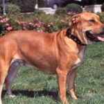 Perro Dogo Mallorquin