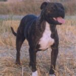 Perro Dogo Mallorquin