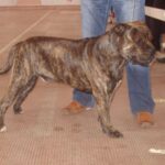 Perro Dogo Mallorquin