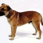 Perro Dogo Mallorquin