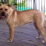 Perro Dogo Mallorquin