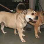 Perro Dogo Mallorquin