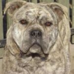 Perro Dogo Mallorquin