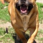 Perro Dogo Mallorquin