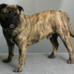Perro Dogo Mallorquin