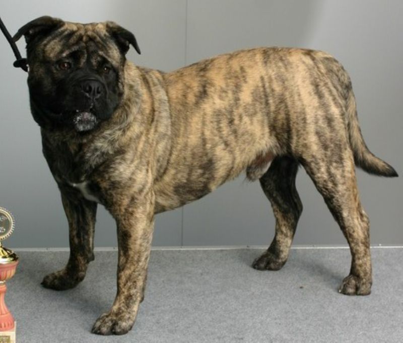 Perro Dogo Mallorquin