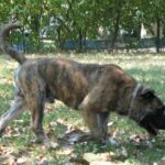 Perro Dogo Mallorquin