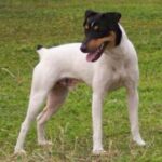 Perro Ratonero Andaluz