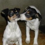 Perro Ratonero Andaluz