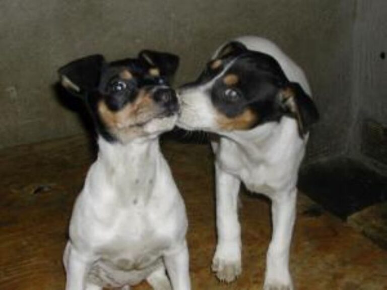 Perro Ratonero Andaluz