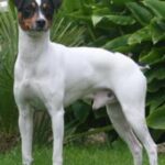 Perro Ratonero Andaluz