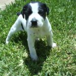 Perro Ratonero Andaluz