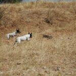 Perro Ratonero Andaluz