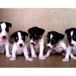 Perro Ratonero Andaluz