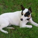 Perro Ratonero Andaluz