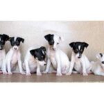 Perro Ratonero Andaluz