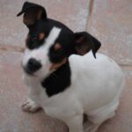 Perro Ratonero Andaluz