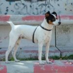 Perro Ratonero Andaluz