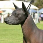 Peruviansk Nakenhund