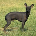 Peruviansk Nakenhund