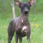 Peruviansk Nakenhund