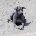 Peruviansk Nakenhund