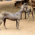 Peruviansk Nakenhund