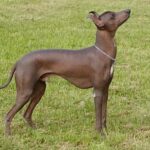 Peruviansk Nakenhund