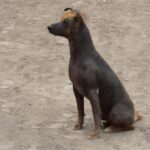 Peruviansk Nakenhund