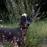Peruviansk Nakenhund