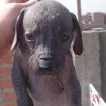 Peruviansk Nakenhund