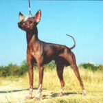 Peruviansk Nakenhund